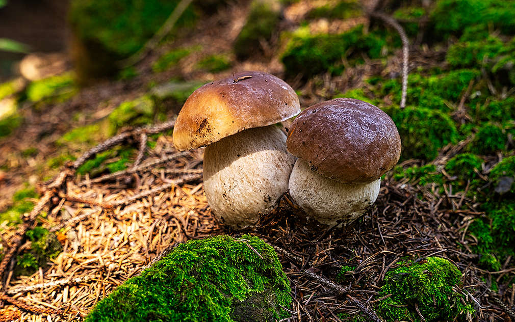 Dwa borowiki na runie leśnym.